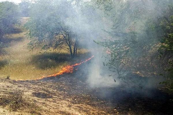 دورهمی های شبانه، عامل آتش سوزی جنگل چهارروستایی گناوه است