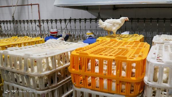 کاهش قیمت جوجه یکروزه در بازار، نیازی به واردات مرغ نداریم