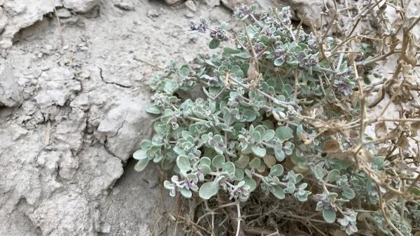 گیاه وادی مرگ که با خنک کردن برگ هایش در دمای 60 درجه زنده می ماند